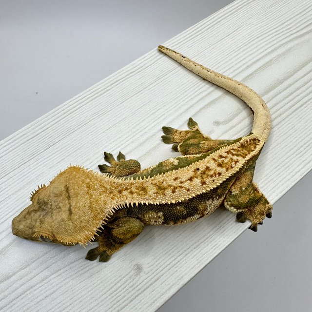 트라이 익스트림할리퀸