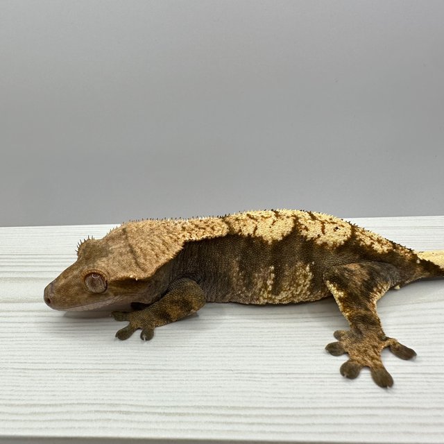 익스트림할리퀸