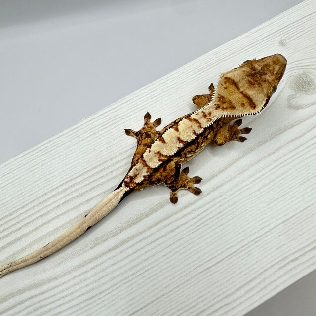 노멀 트라이 익스트림할리퀸