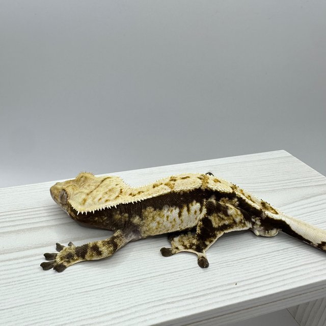 익스트림할리퀸 트라이