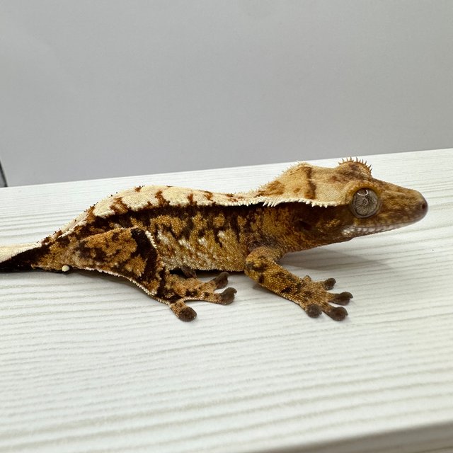 노멀 트라이 익스트림할리퀸