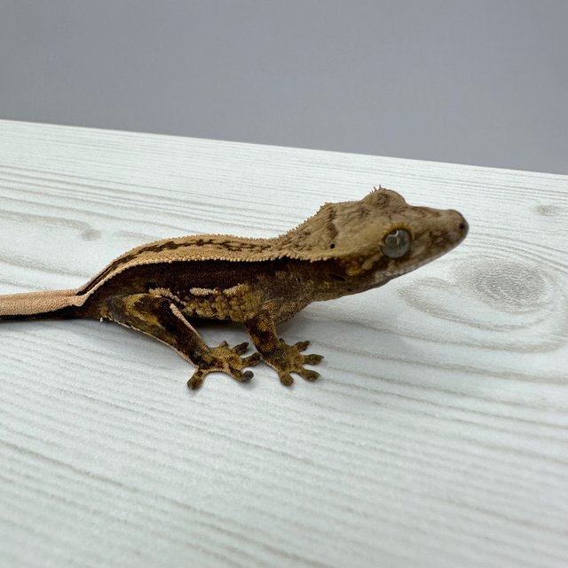 100%헷아잔틱 노멀