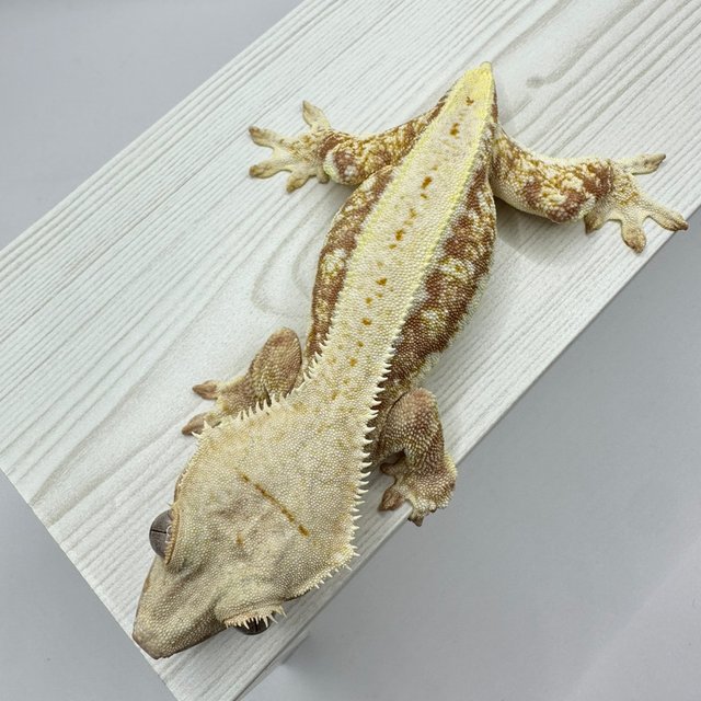 릴리화이트 레드