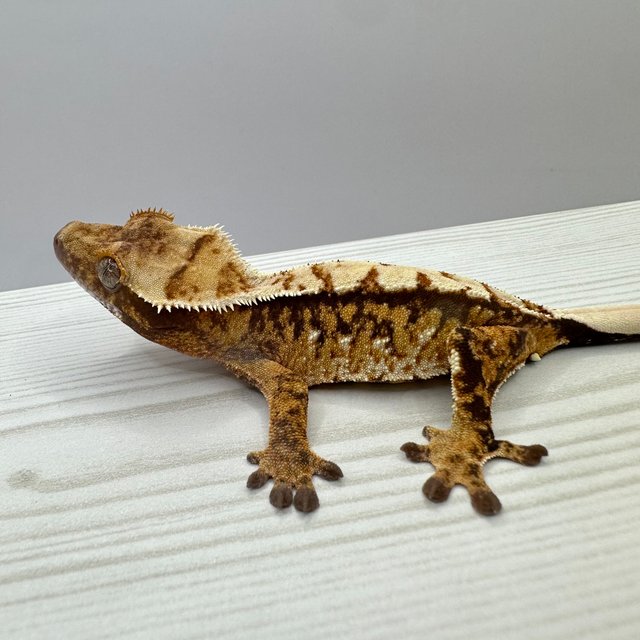 노멀 트라이 익스트림할리퀸