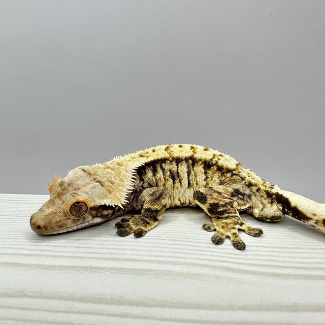 트라이 익스트림할리퀸