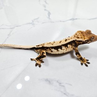 트라이 익스트림할리퀸