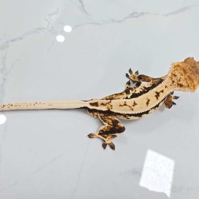 트라이 익스트림할리퀸