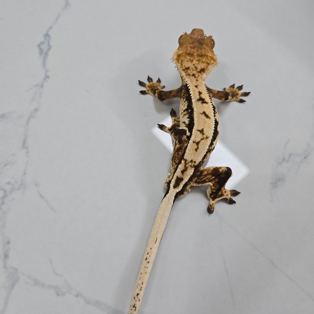 트라이 익스트림할리퀸