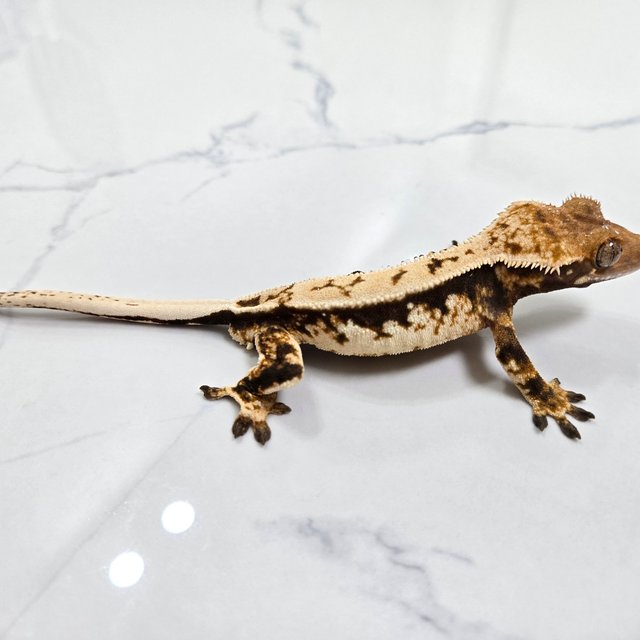 트라이 익스트림할리퀸