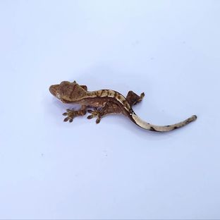 노멀