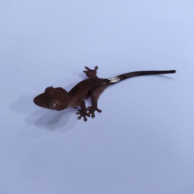 카푸치노