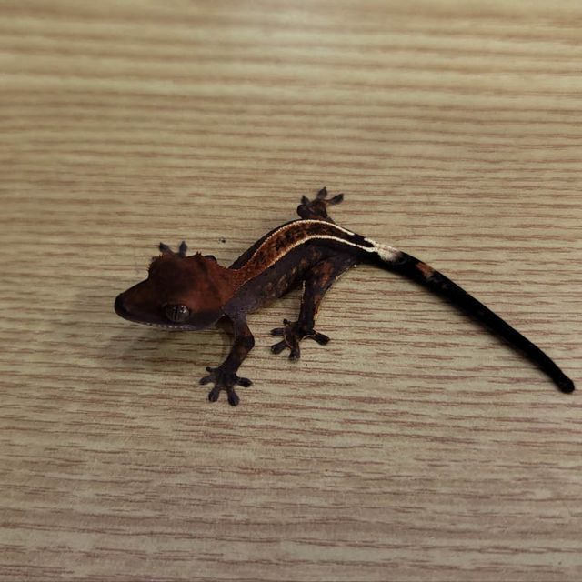 카푸치노