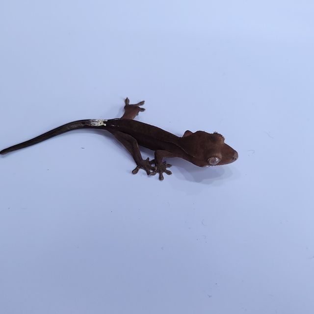 카푸치노