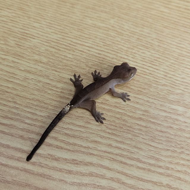 카푸치노