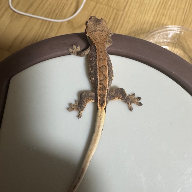 릴리100%헷아잔틱