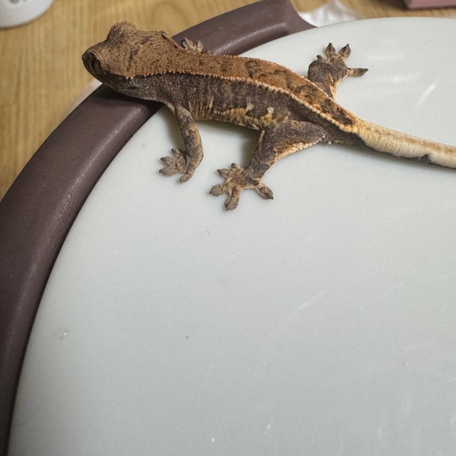 릴리100%헷아잔틱