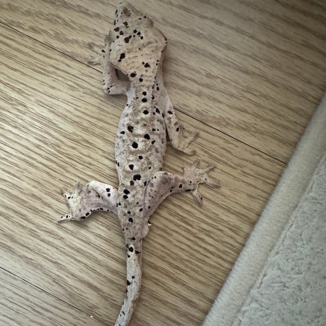 달마시안 슈퍼달마시안