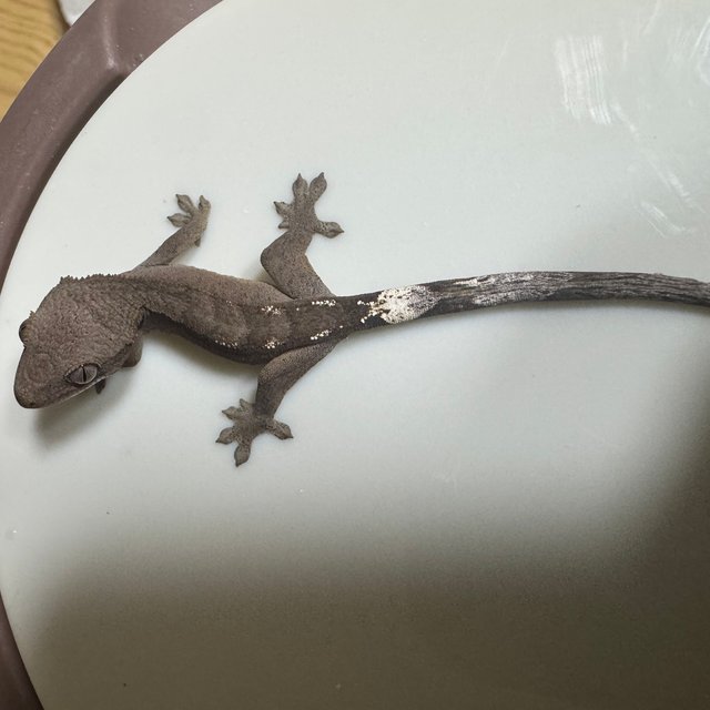 100%헷아잔틱 아잔틱 세이블