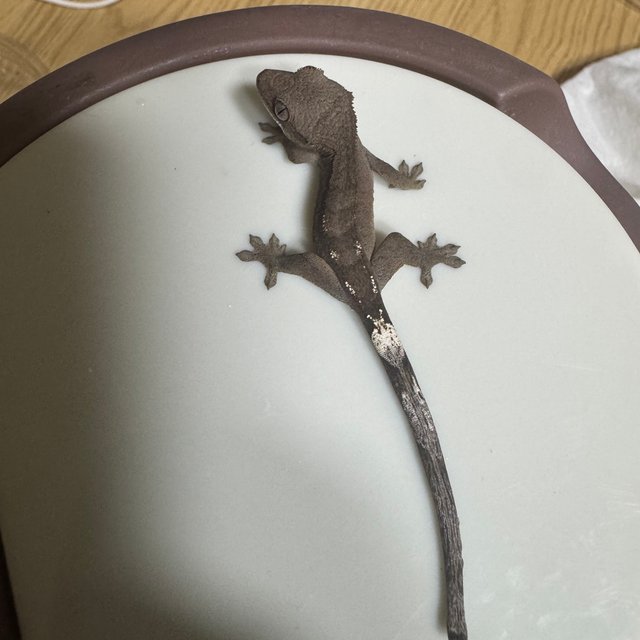 100%헷아잔틱 세이블