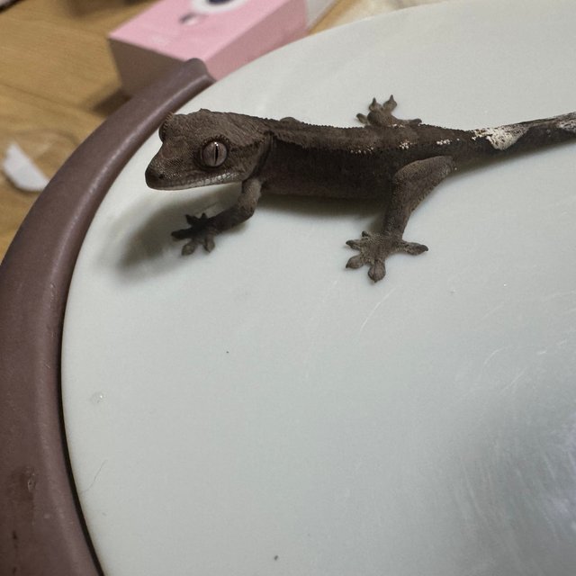 100%헷아잔틱 세이블