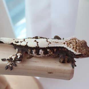 세이블