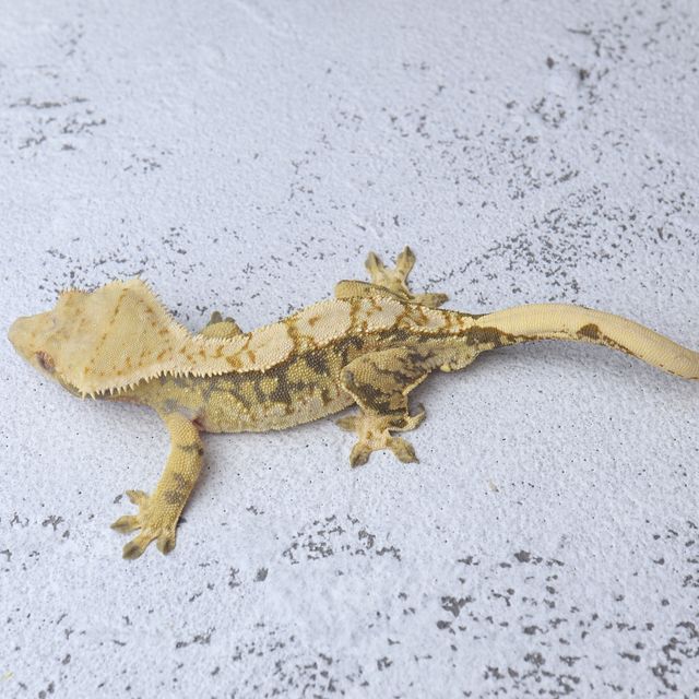 트라이
