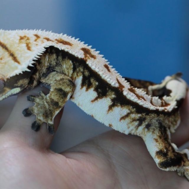 트라이