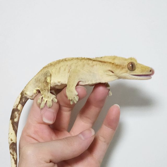브린들 옐로우