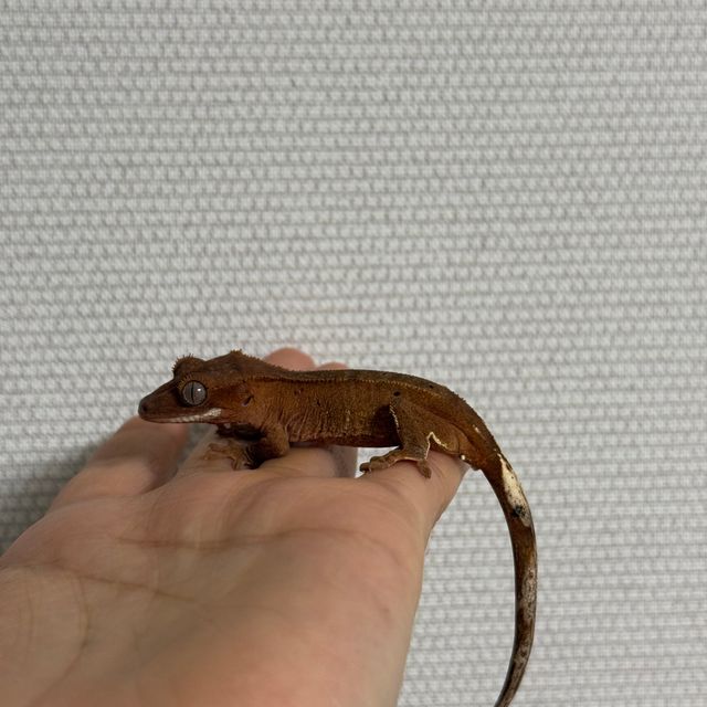 레드 바이