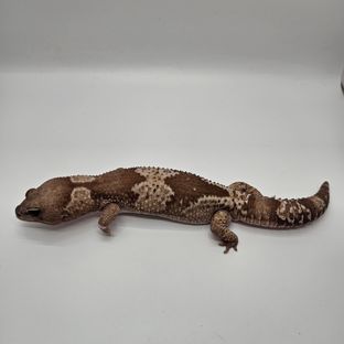 오레오 줄루