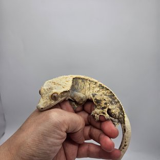 트라이 익스트림할리퀸