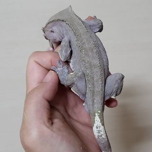 그리피스