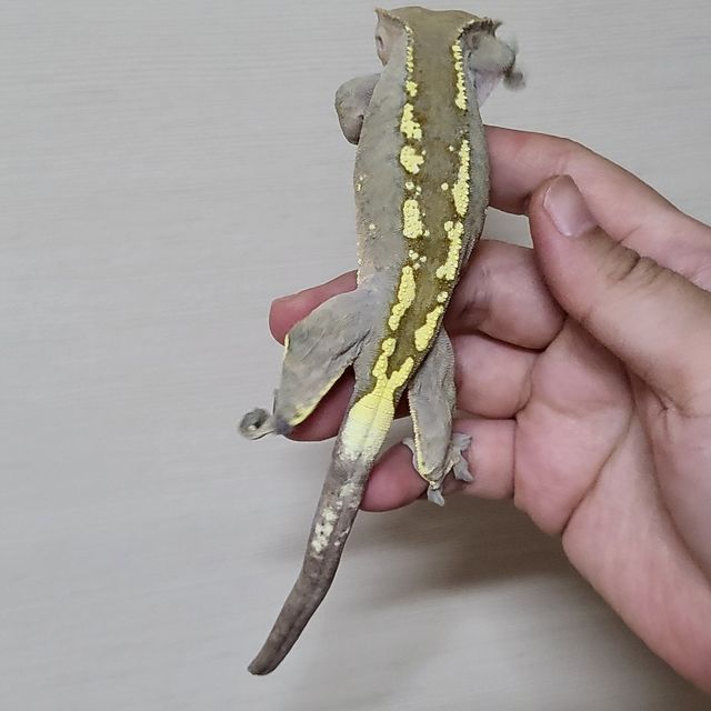 카푸치노