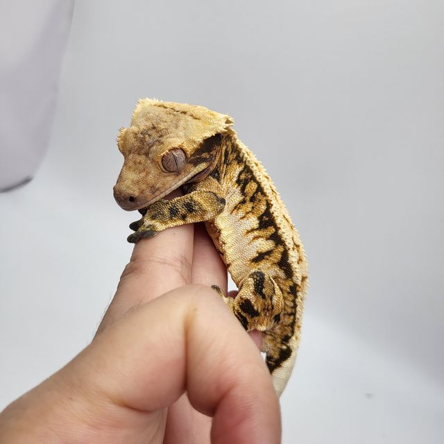 트라이