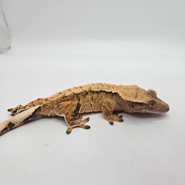 트라이 익스트림할리퀸