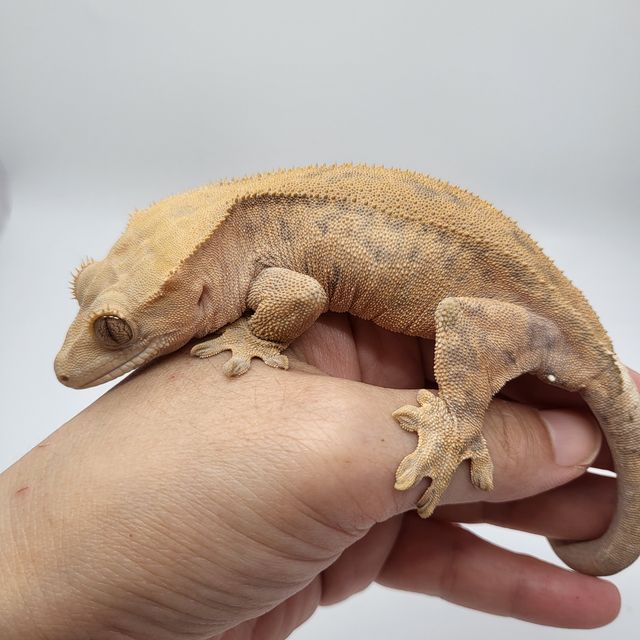 카푸치노