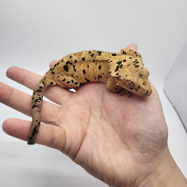 슈퍼달마시안