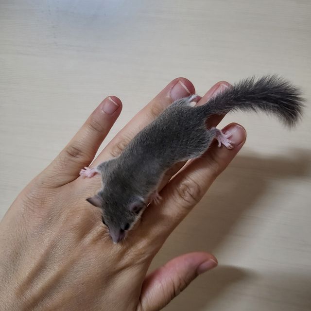 노말