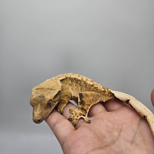 트라이 익스트림할리퀸