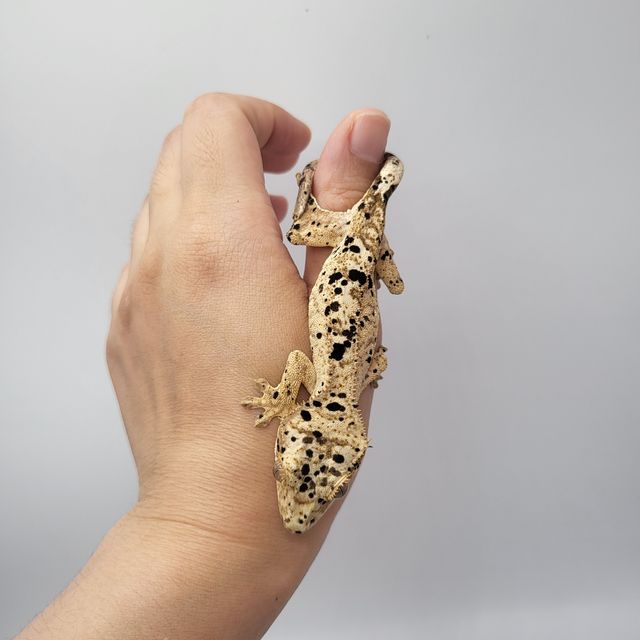 슈퍼달마시안