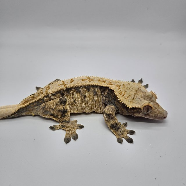 트라이 익스트림할리퀸