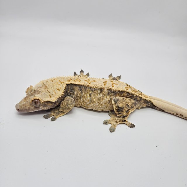 트라이 익스트림할리퀸