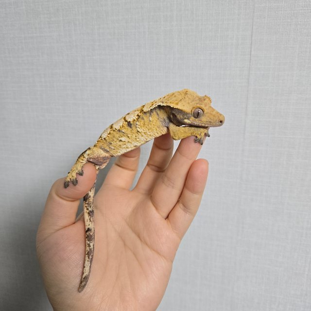 노멀 트라이 할리퀸 익스트림할리퀸 옐로우