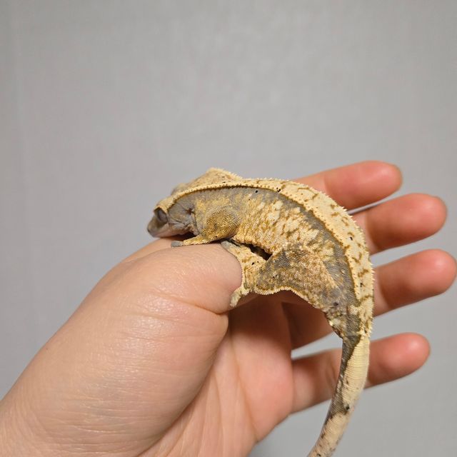 익스트림할리퀸