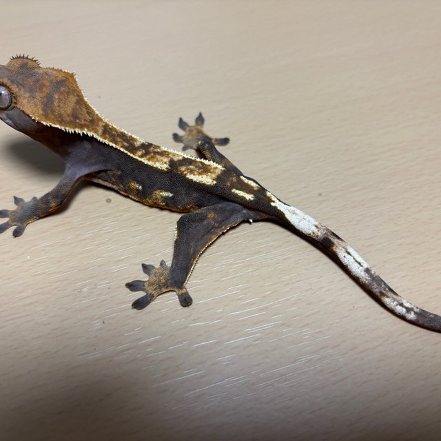 핀스트라이프 다크 100%헷아잔틱