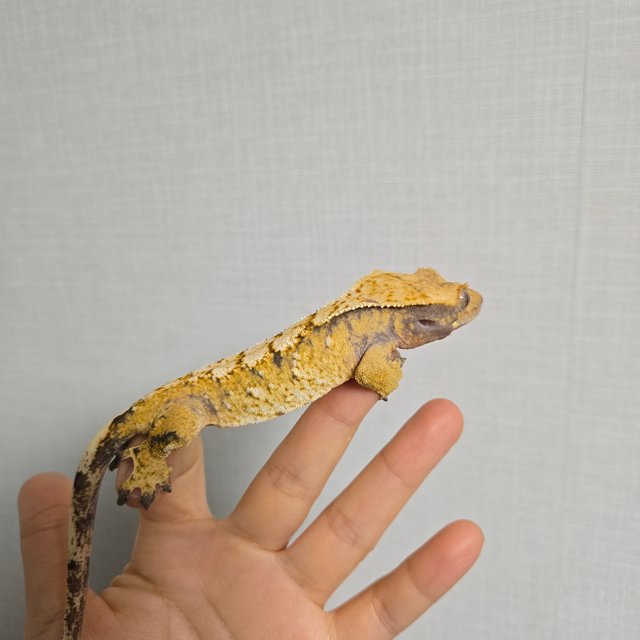 노멀 트라이 할리퀸 익스트림할리퀸 옐로우