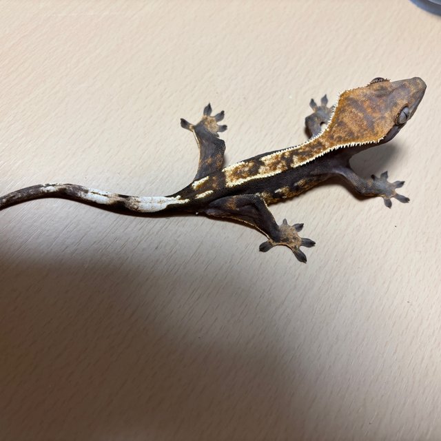 핀스트라이프 다크 100%헷아잔틱