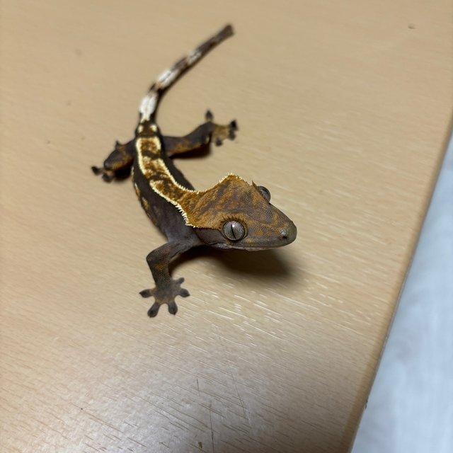 핀스트라이프 다크 100%헷아잔틱