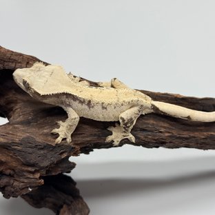 노멀 트라이 드리피