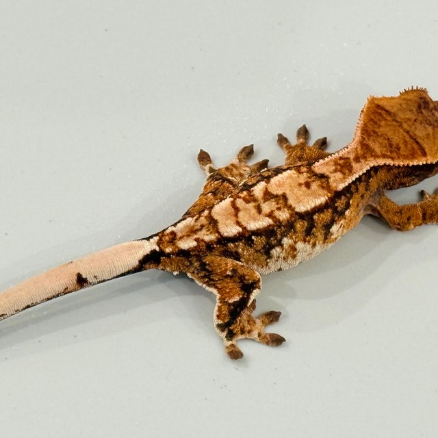 노멀 트라이 익스트림할리퀸